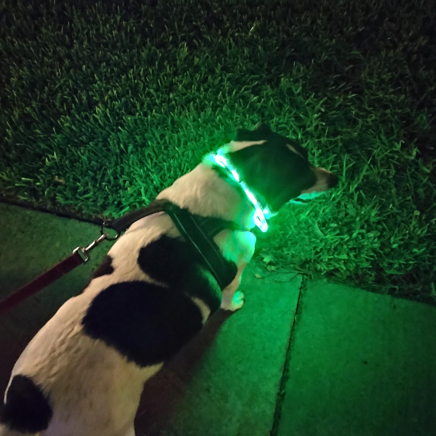 Силиконовый светодиодный ошейн – обзор и цена Tech Dog Accessories
